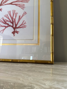 'Coral Study I' 1/2 Framed Print