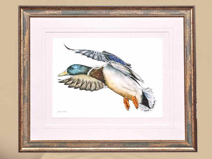 'Mallard 2' Art Print in Patina Frame