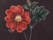 Framed Giclee 'Red Flowers at Midnight III'