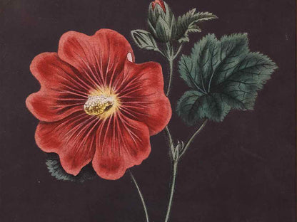 Framed Giclee 'Red Flowers at Midnight III'
