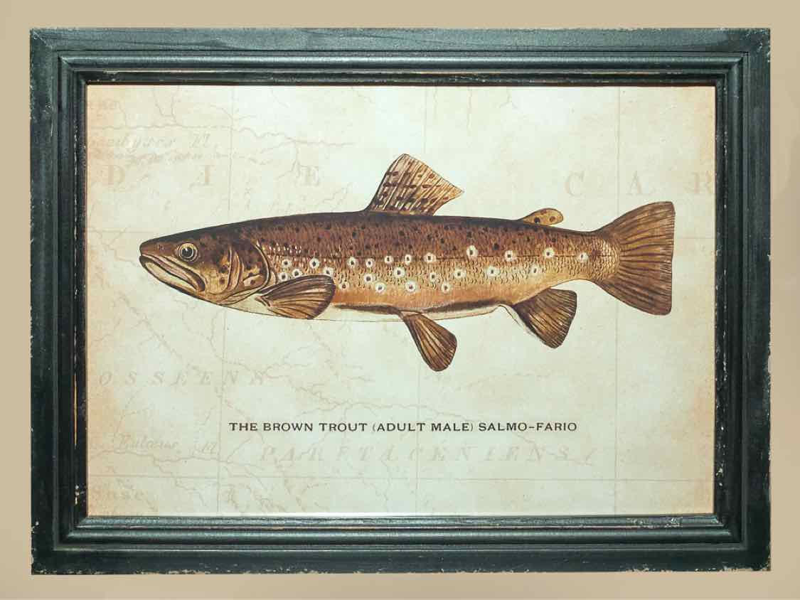 'The Brown  Trout' Print Under Glass In Distressed Frame