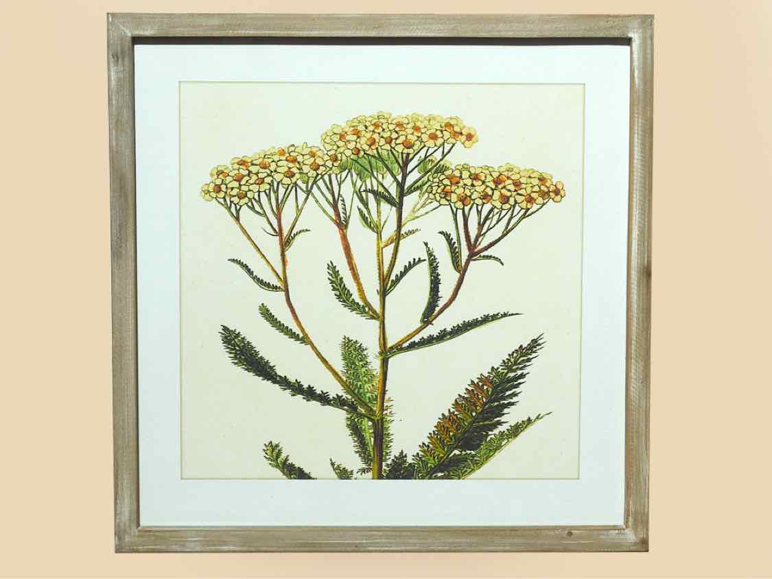 White Washed Framed Flower Print Under Glass