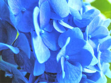 Framed Giclee 'Kate's Hydrangea I'