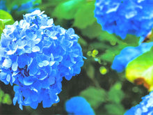Framed Giclee 'Kate's Hydrangea II'
