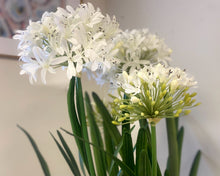 'Purity' Agapanthus Centerpiece
