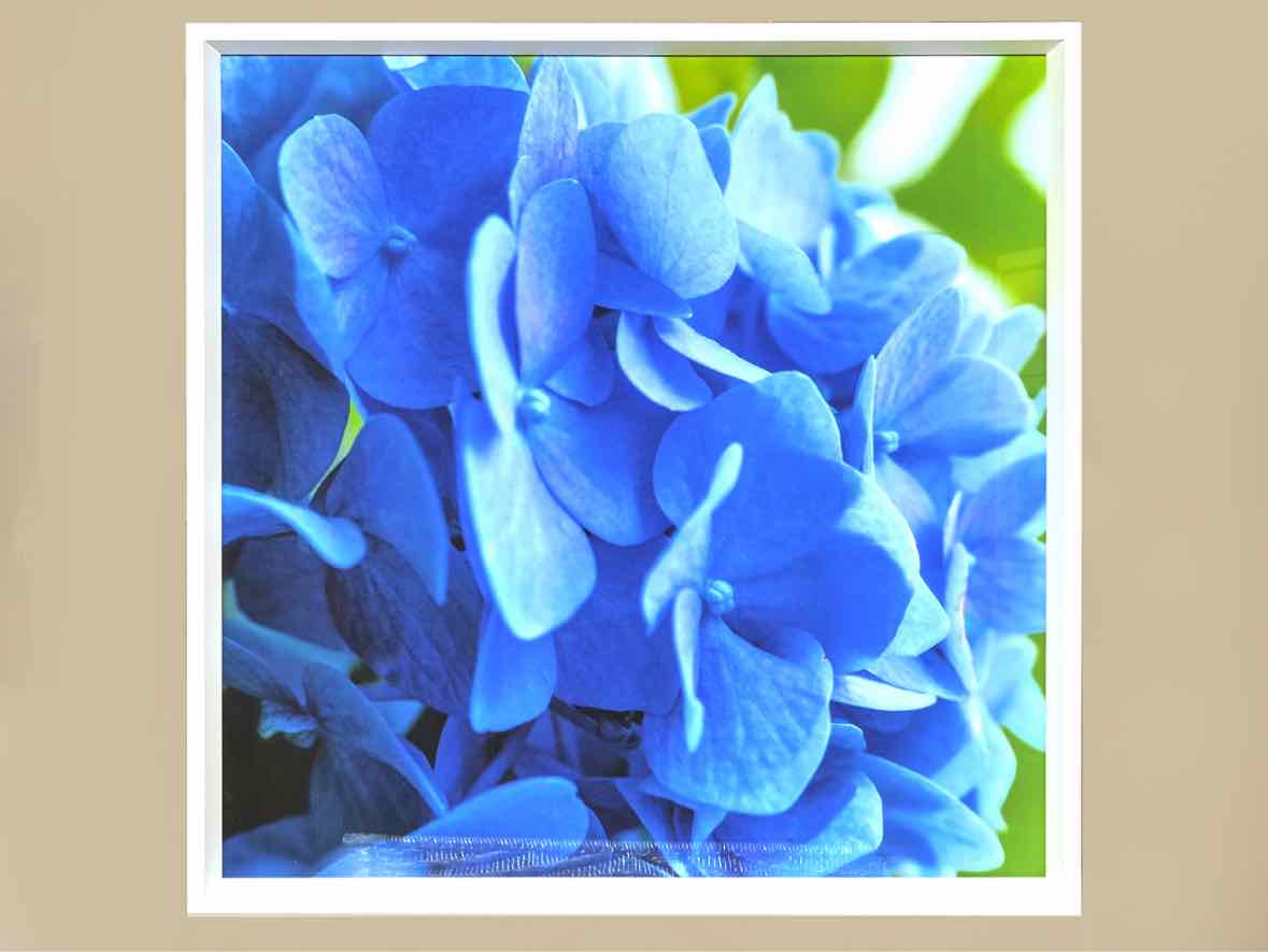 Framed Giclee 'Kate's Hydrangea I'