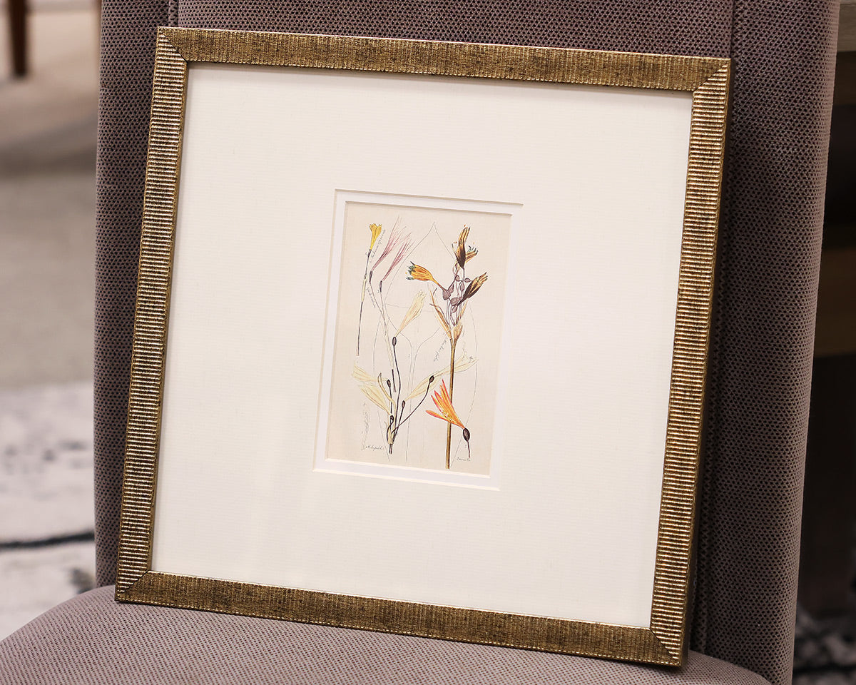 "Antique Botanical II C" Matted Print in Distressed Antique Gold Frame