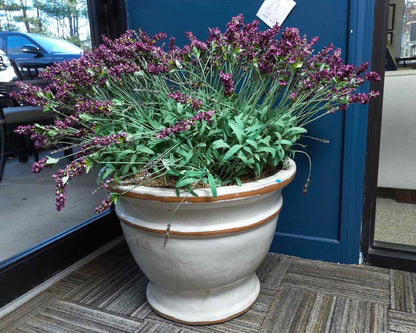 Rustic Potted Lavenders