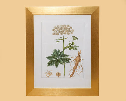 Wall Decor "Antique Turpin Botanical I"
